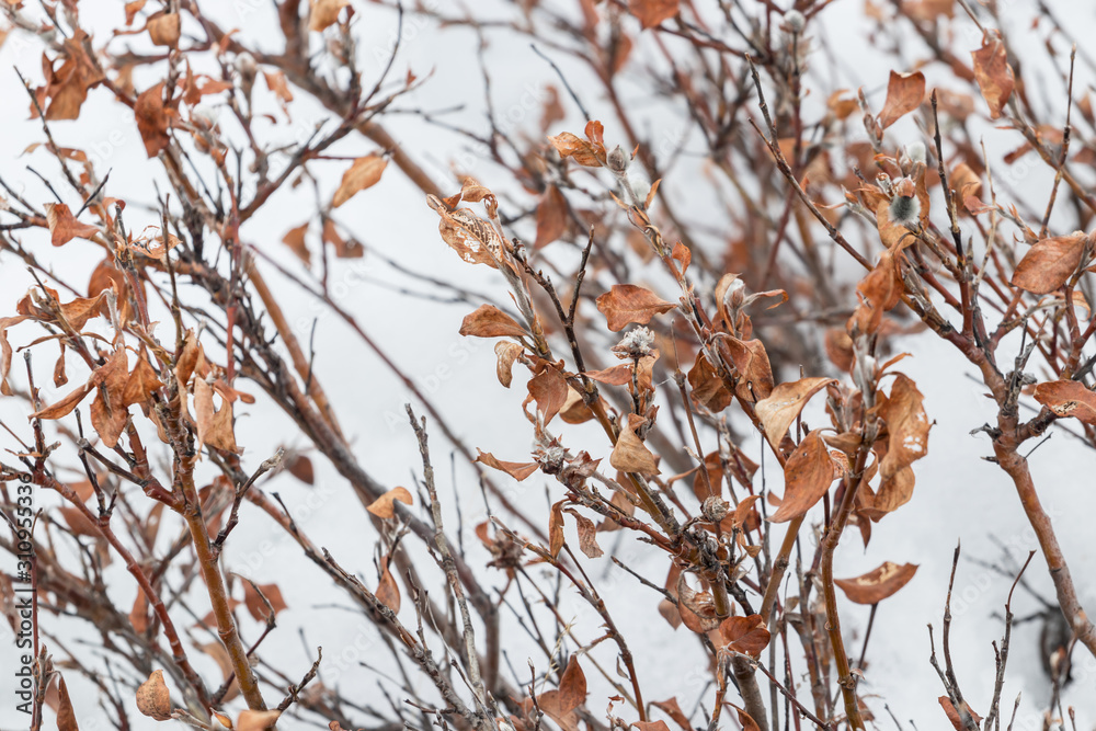 Tundra dwarf plants with dried leaves on a background of snow Tundra dwarf plants with dried leaves on a background of snow