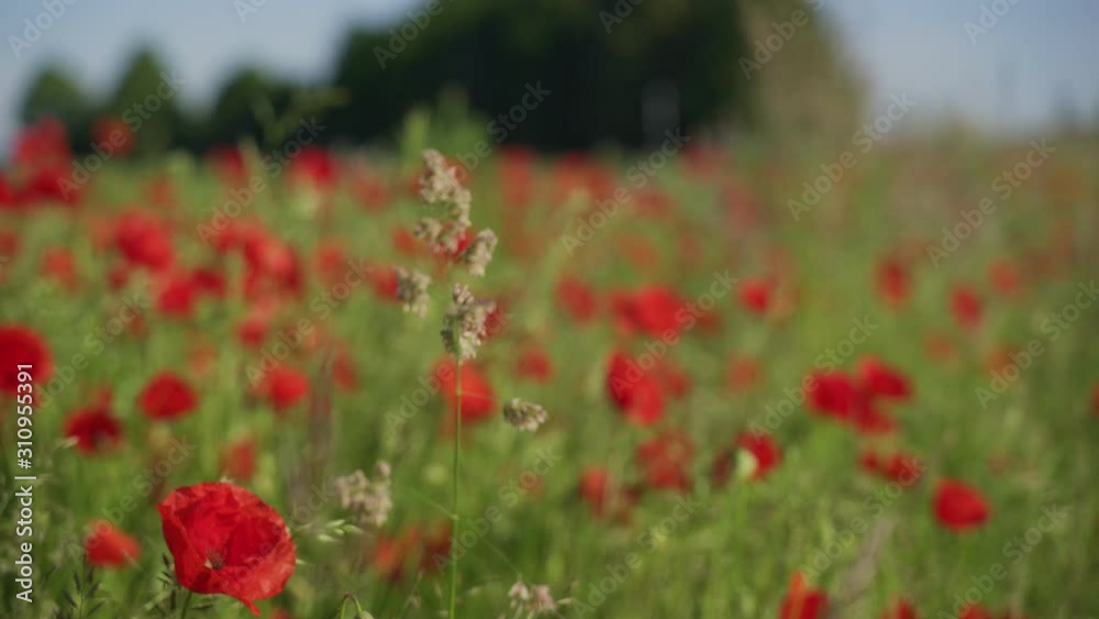 Blooming field poppies in the rising sun. Insects on wildflowers. Blooming field poppies in the rising sun. Insects on wildflowers.