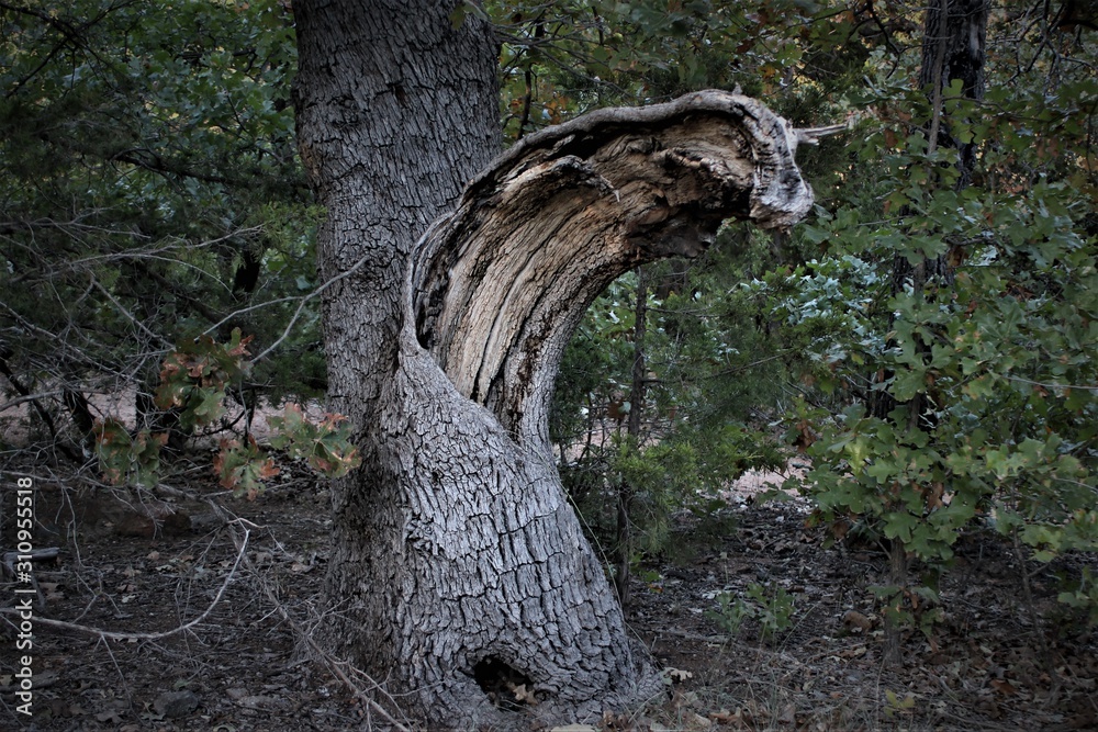 Obraz premium Tree Split