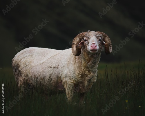 Quadro su tela Closeup shot of an adult wooly bighorn sheep in a field looking towards the came