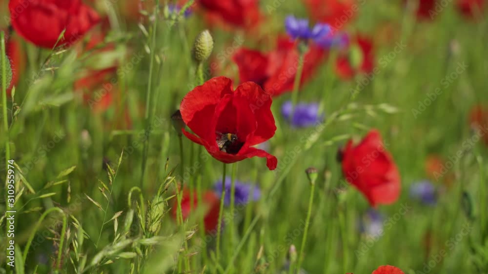 Blooming field poppies in the rising sun. Insects on wildflowers. Blooming field poppies in the rising sun. Insects on wildflowers.