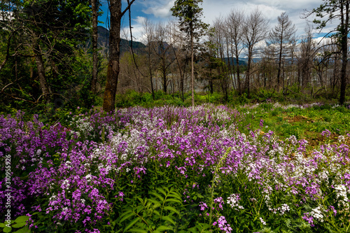 MAY 26, 2019 COLUMBIA RIVER GORGE, OREGON, USA - Wild flowers Spring, Columbia River Gorge, Oregon