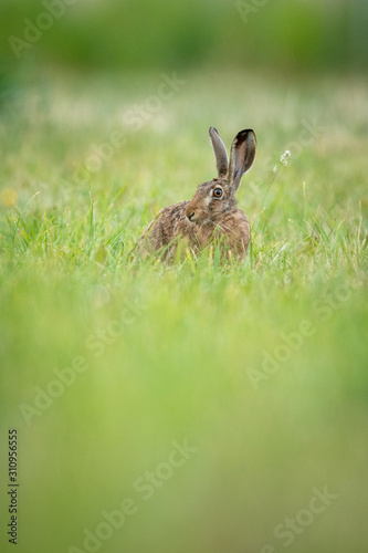 European hare sitting in the grass. Brown mammal in its natral environment. Brown hare on a meadow. © Dusan