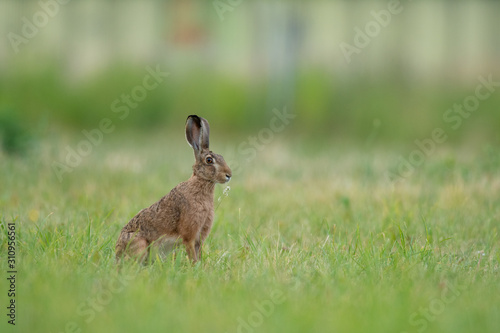 European hare sitting in the grass. Brown mammal in its natral environment. Brown hare on a meadow. © Dusan