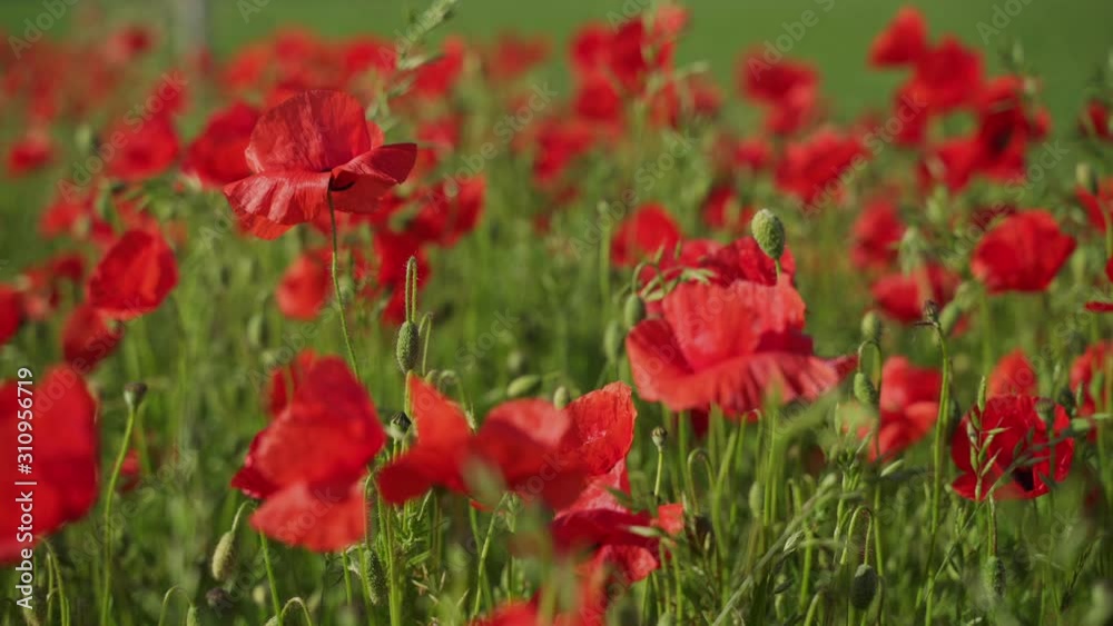 Blooming field poppies in the rising sun. Insects on wildflowers. Blooming field poppies in the rising sun. Insects on wildflowers.