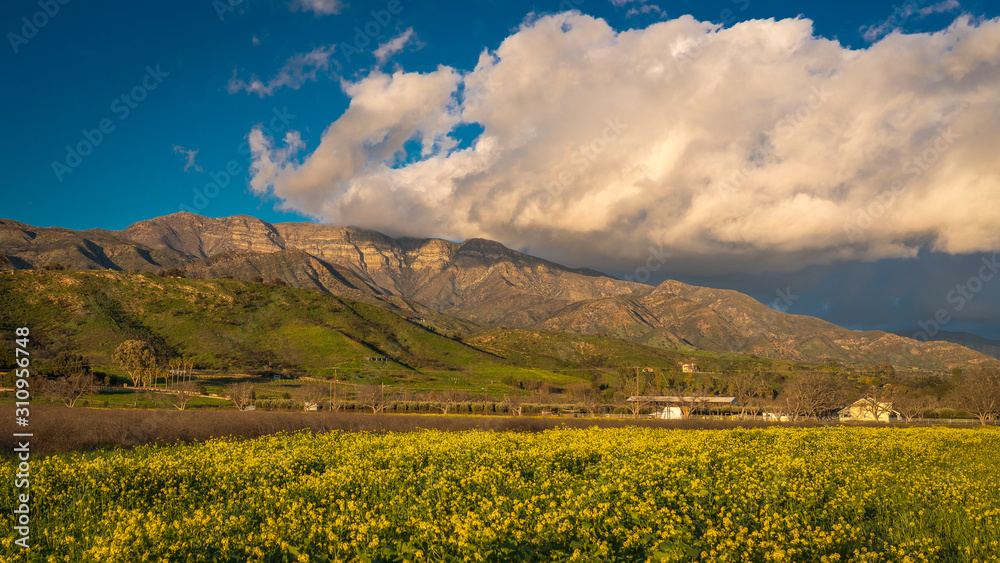 MARCH 7, 2019, MALIBU, LA, CA, USA - Mountainous landscape of Ojai with greenfields and sunset clouds above yellow Mustard and Topa Topa Mountains