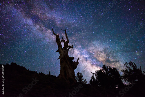 Milky way over the ancient bristlecone pine forest  California