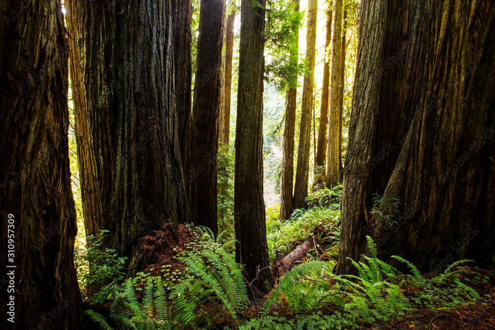 Redwood forest with ferns and morning sunlight