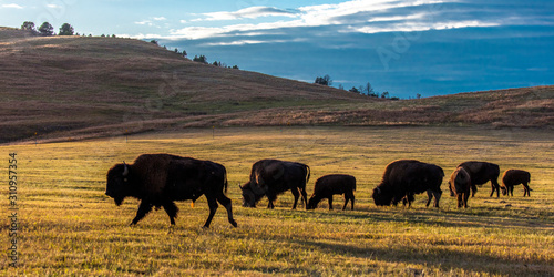Amerian Bison known as Buffalo, Custer State Park