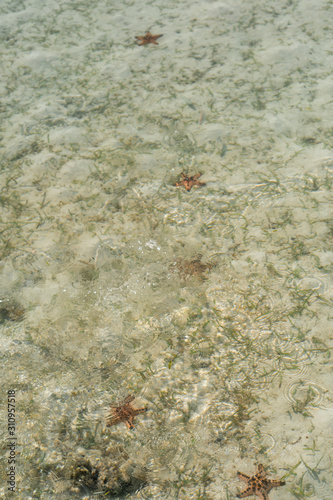 Starfish on the bottom of the Celebes Sea