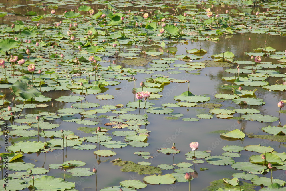 lotus pond lotus pond