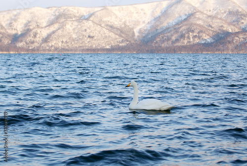 屈斜路湖の白鳥 