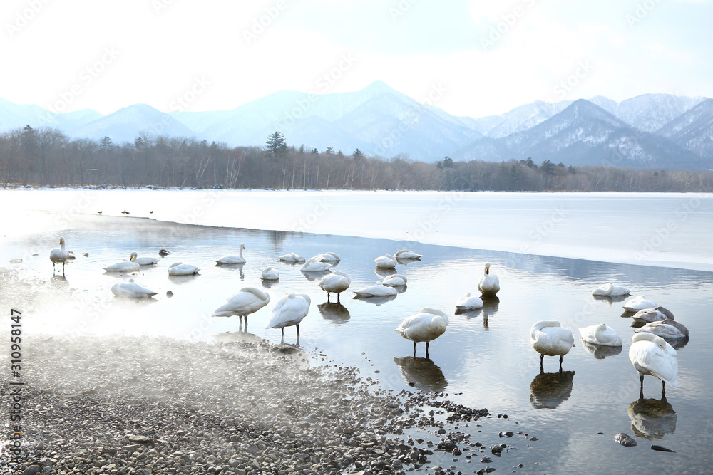 Obraz premium 屈斜路湖の白鳥 