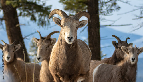 Bighorn sheep in winter mountain scene