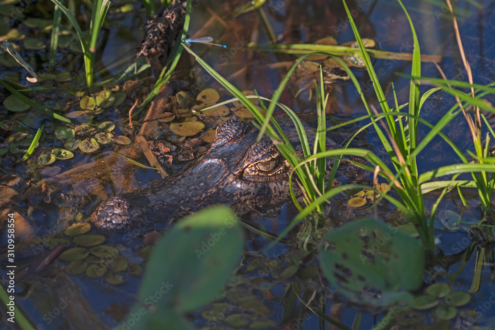 Spectacled Caiman Hiding in a Wetland Spectacled Caiman Hiding in a Wetland