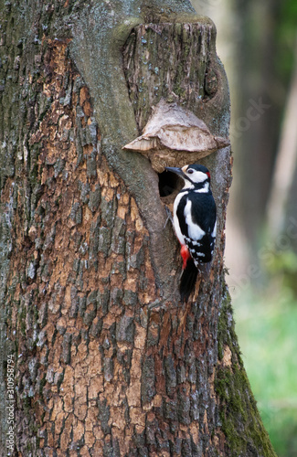woodpecker on a tree in Romanian forest