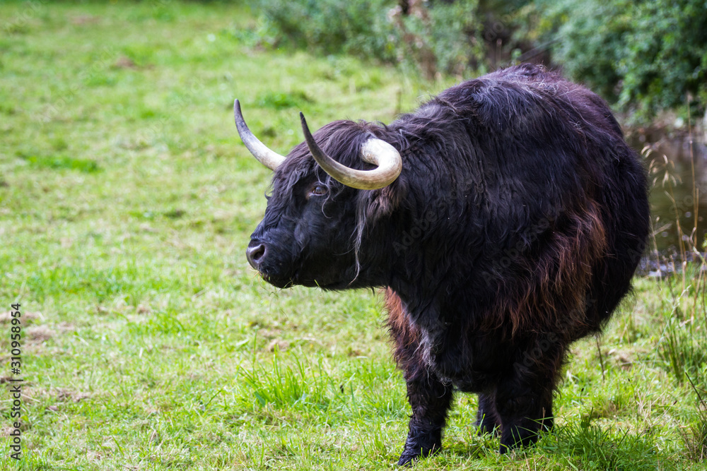 Black highland cow Black highland cow