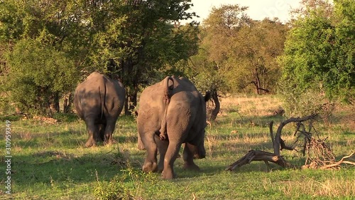 Beautiful landscape with white rhinos grazing. Static photo