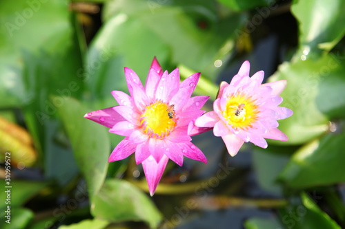 Purple lotus flower blooming