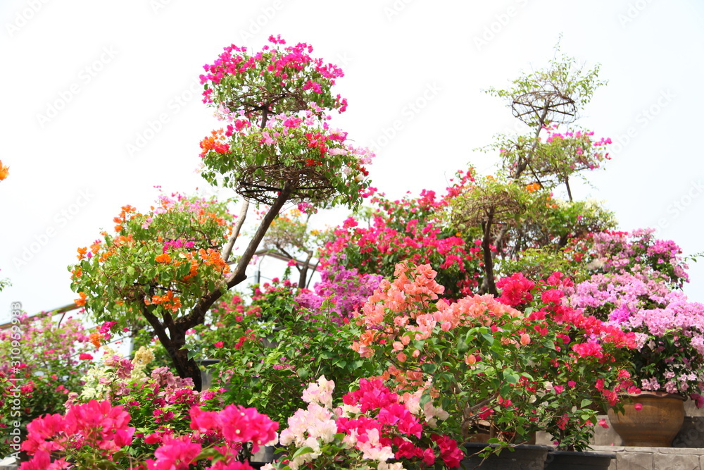 Colorful Bougainvilleas on white background
