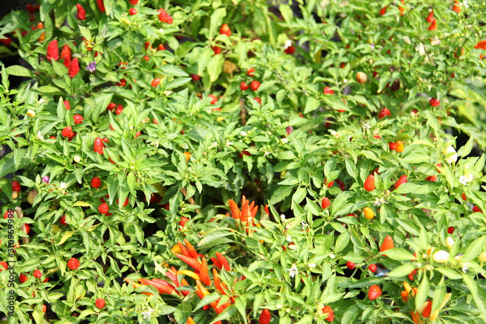 Red chilli pepper on plant - cherry chili