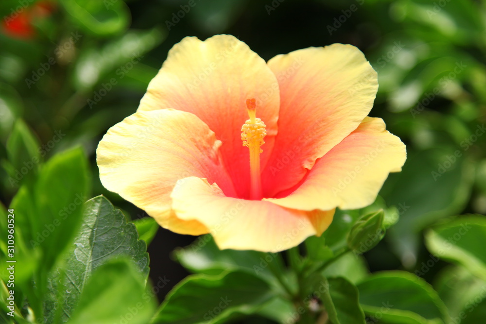 Close up orange Hibiscus flower