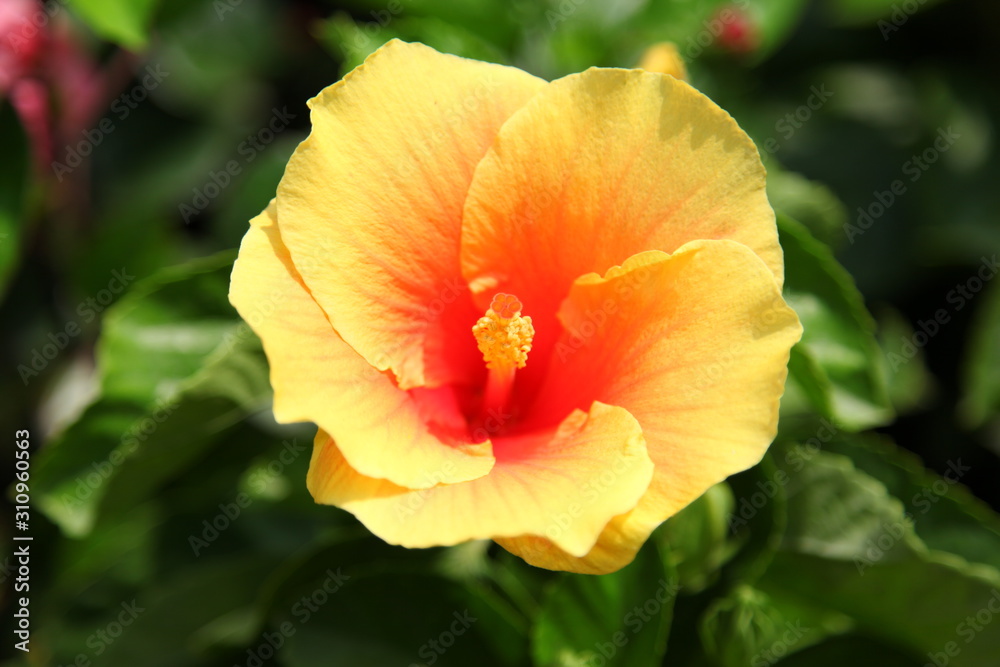 Close up orange Hibiscus flower Close up orange Hibiscus flower