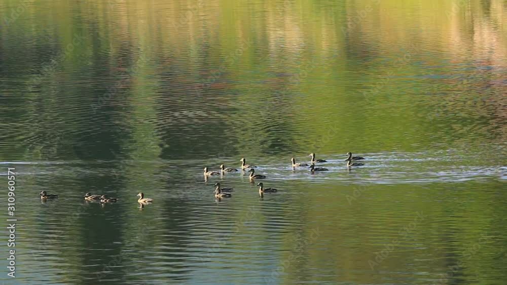 Water birds in pond ,Chiangmai province Thailand Water birds in pond ,Chiangmai province Thailand