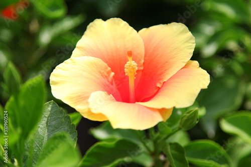 Close up orange Hibiscus flower