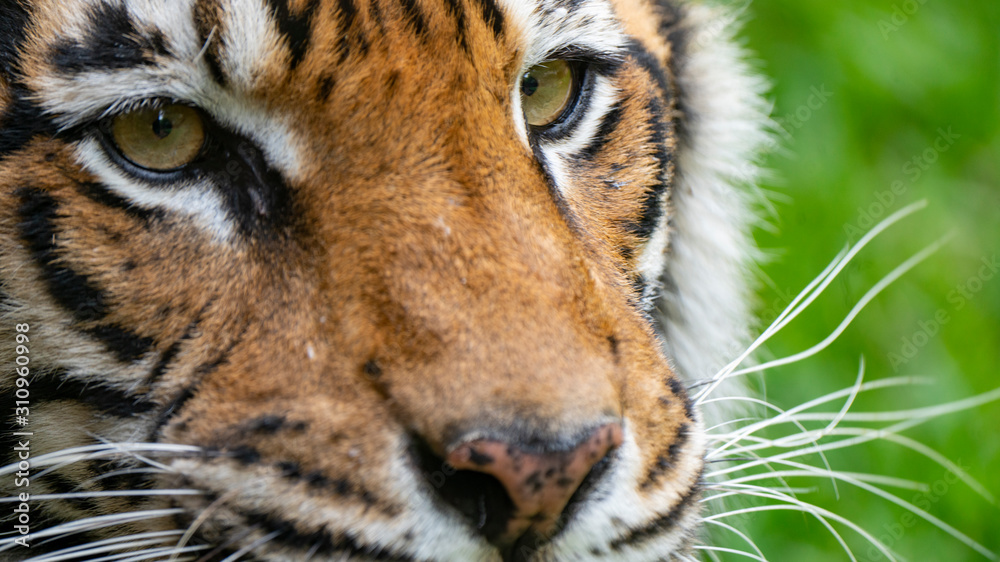 Sumatran tiger eyes extreme close up looking left of frame to right