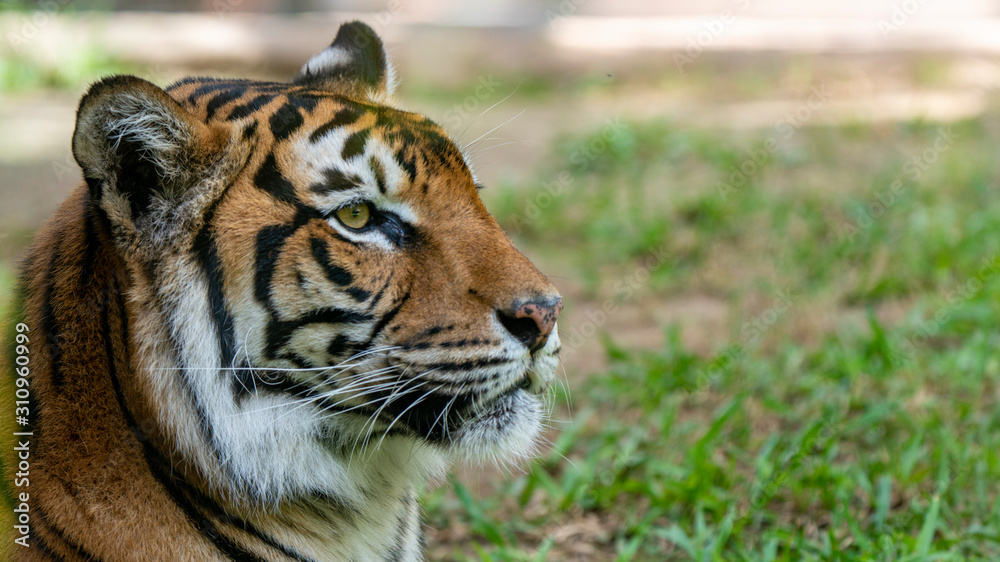 Sumatran tiger close up profile shot
