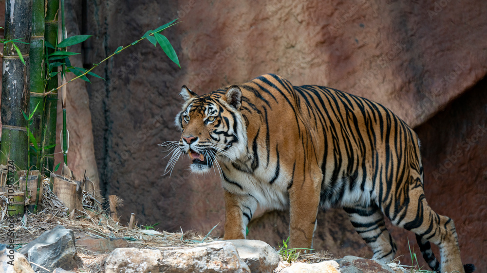 Sumatran tiger prowling looks set to pounce full body shot Sumatran tiger prowling looks set to pounce full body shot