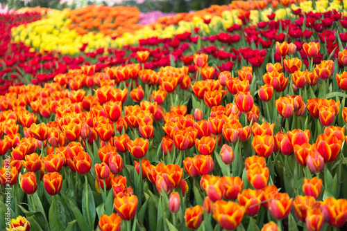 Colorful tulip flower garden, orange red yellow and pink © Chanawin