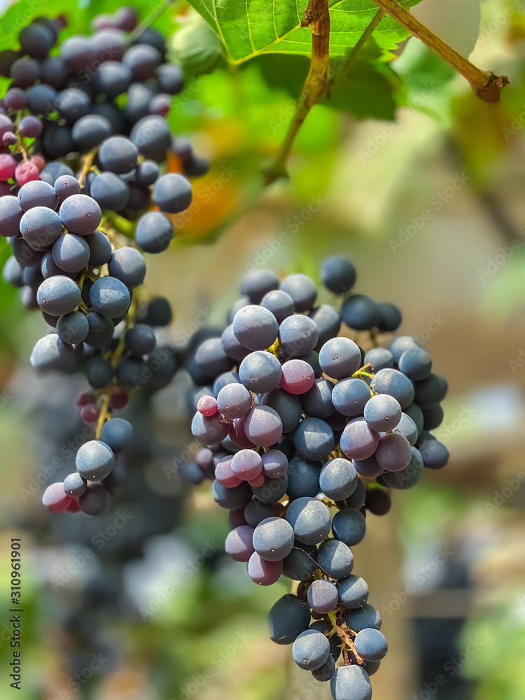 Bunch of grapes in the garden nature and fruits backgrounds Bunch of grapes in the garden nature and fruits backgrounds