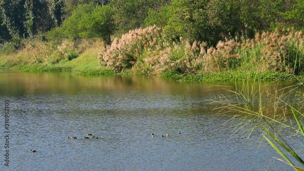 Water birds in pond ,Chiangmai province Thailand Water birds in pond ,Chiangmai province Thailand