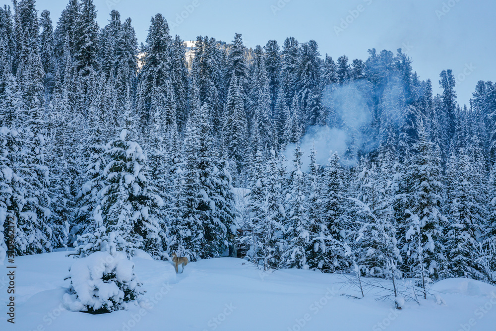 Mountain landscape. Winter forest, snowy trees. A small house in the forest, smoke from the chimney. Wild place in Siberia. Mountain landscape. Winter forest, snowy trees. A small house in the forest, smoke from the chimney. Wild place in Siberia.