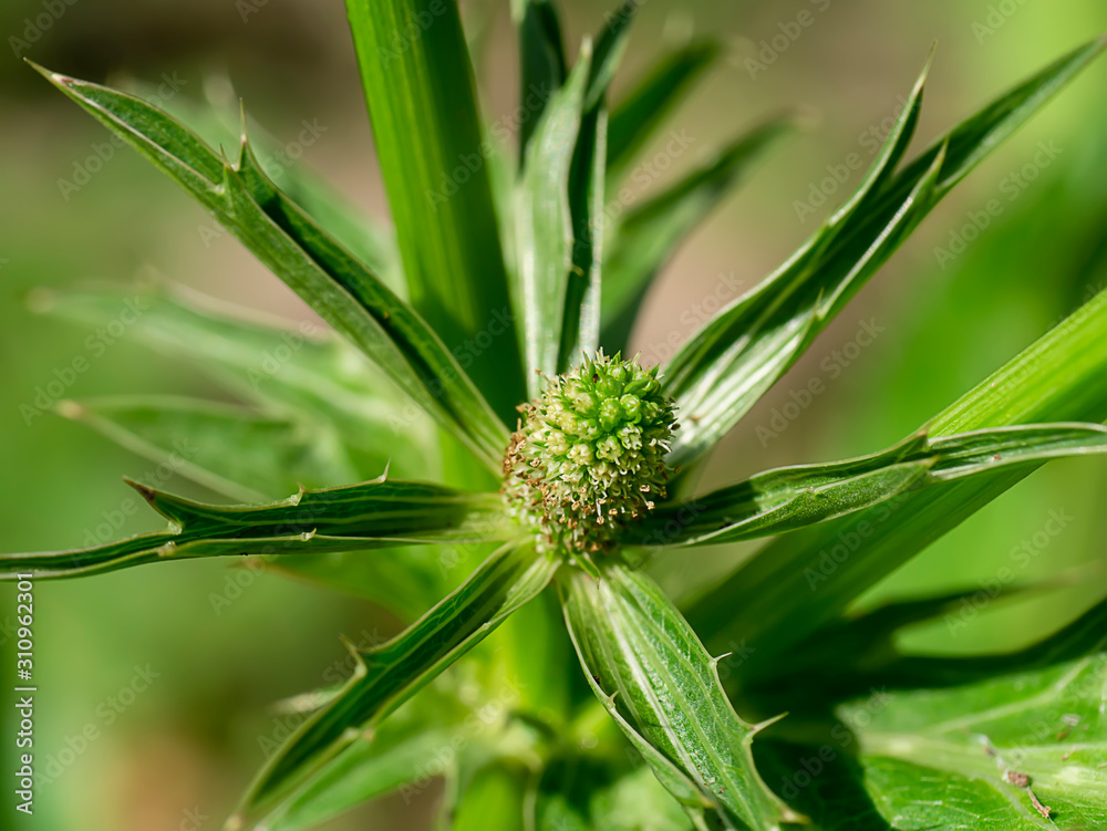 Fototapeta premium Close up Culantro flower with blur green leaves.
