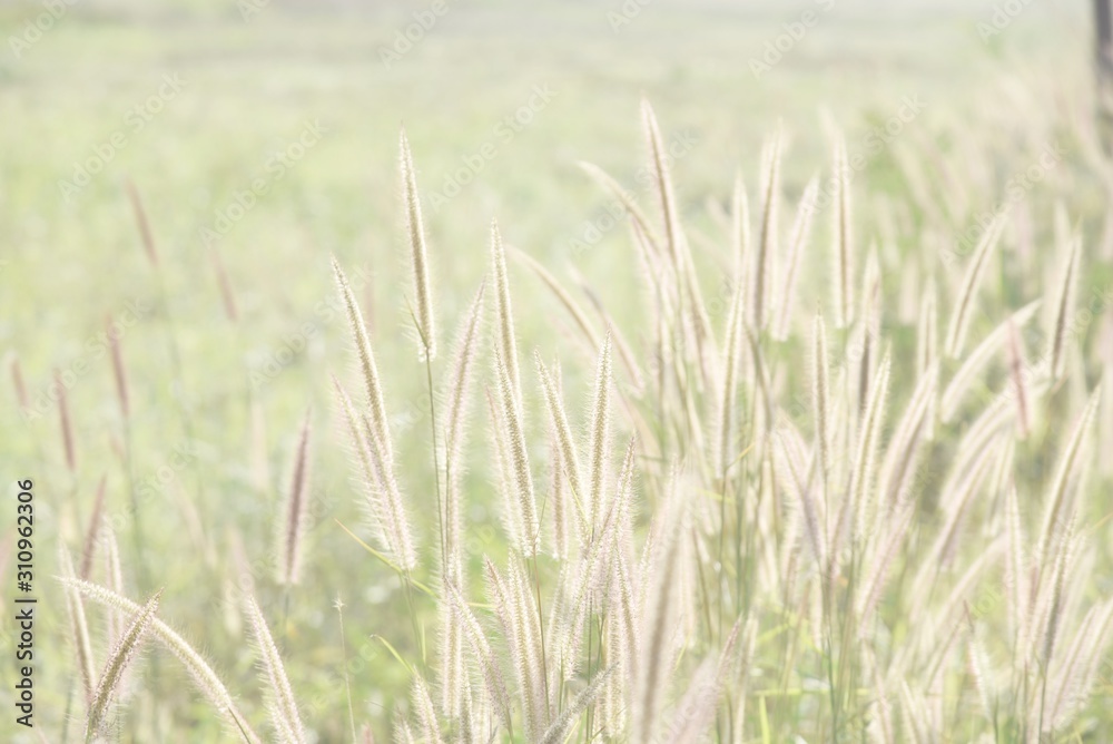 green wheat field with  grass flowers 