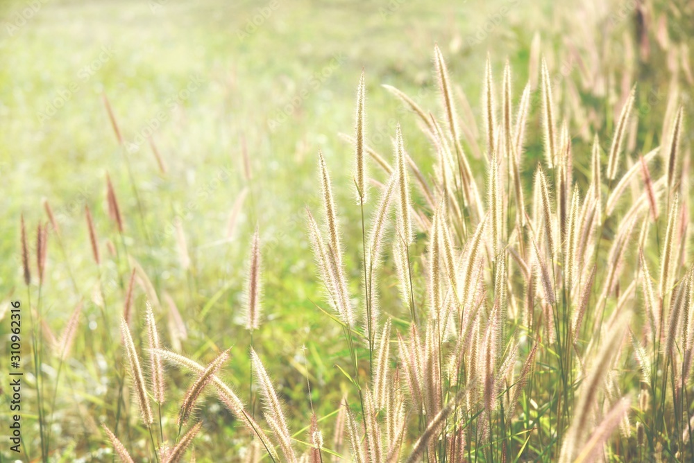 grass flower on sunlight in the morning grass flower on sunlight in the morning