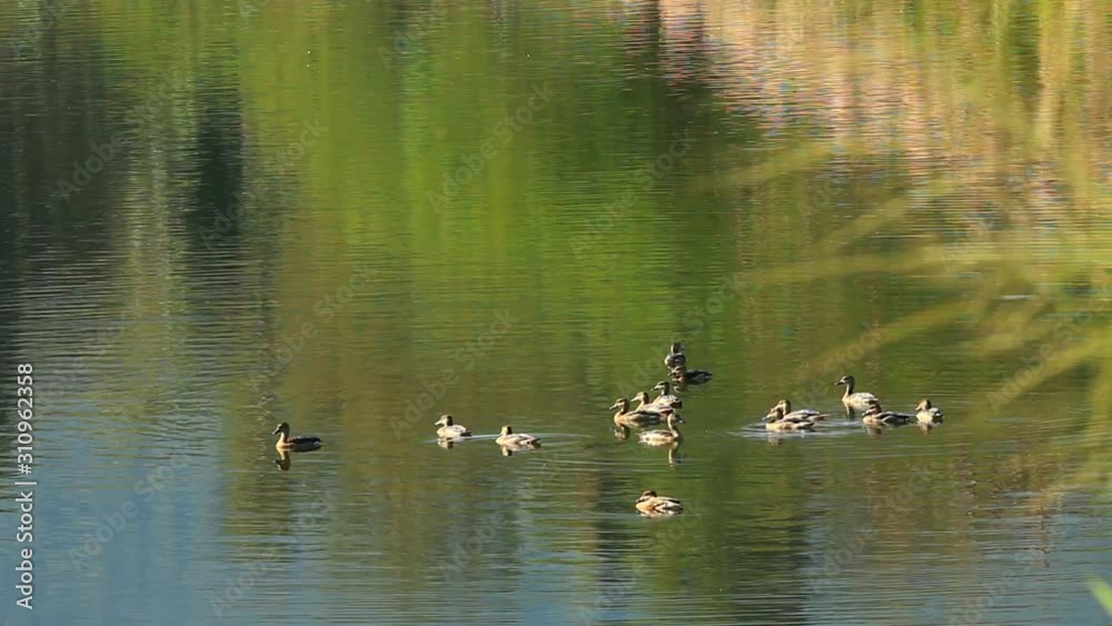Water birds in pond ,Chiangmai province Thailand Water birds in pond ,Chiangmai province Thailand