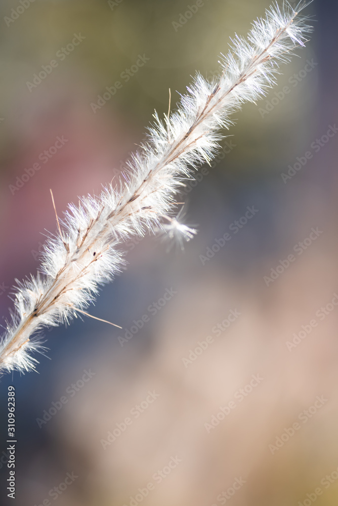Grass Fluff with Bokeh Grass Fluff with Bokeh
