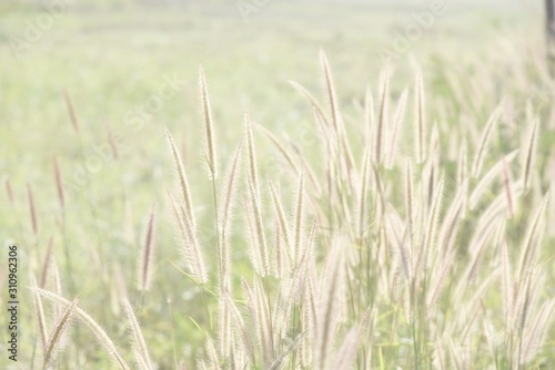 green wheat field with grass flowers 