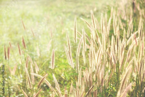 grass flower on sunlight in the morning