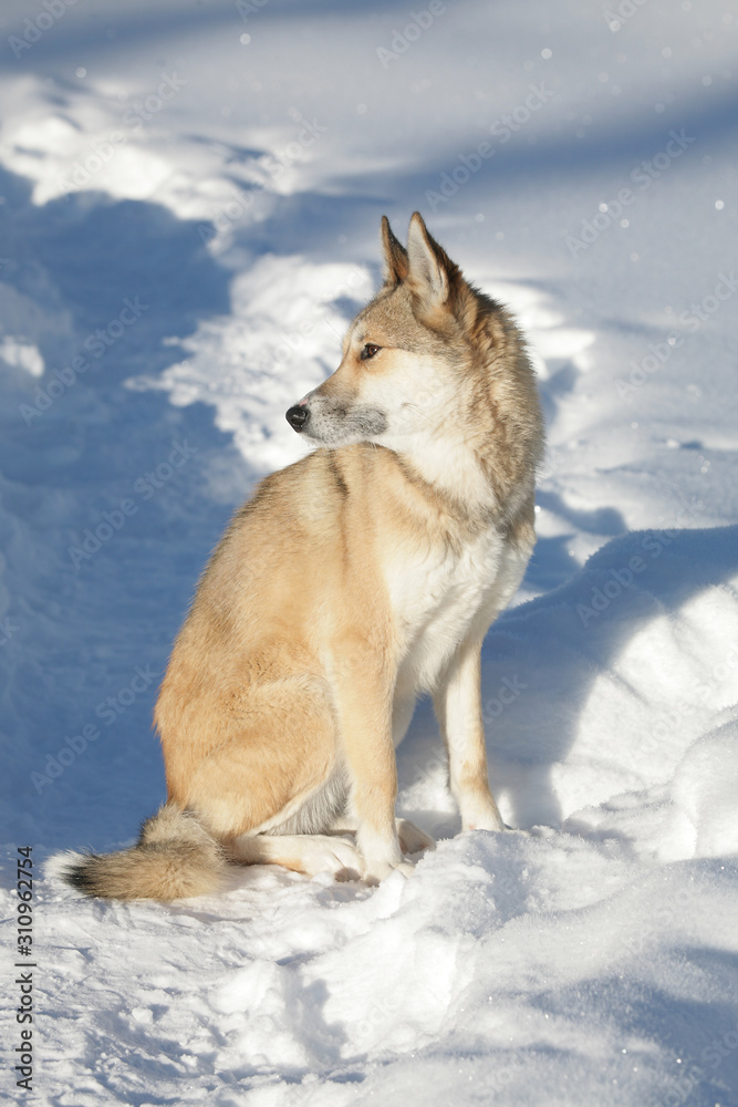 Siberian dog (Siberian husky) against the background of winter nature. Sitting posture. Pet, friend. Siberian dog (Siberian husky) against the background of winter nature. Sitting posture. Pet, friend.