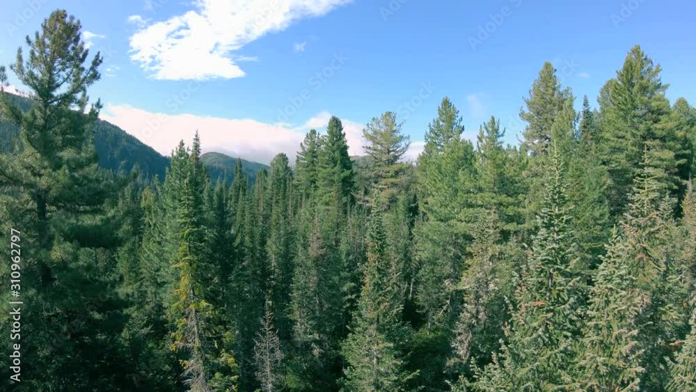 Drone rise up above the fir trees in forest. Aerial shot Drone rise up above the fir trees in forest. Aerial shot