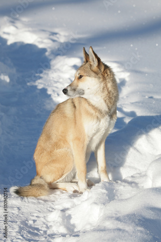 Siberian dog  Siberian husky  against the background of winter nature. Sitting posture. Pet  friend.