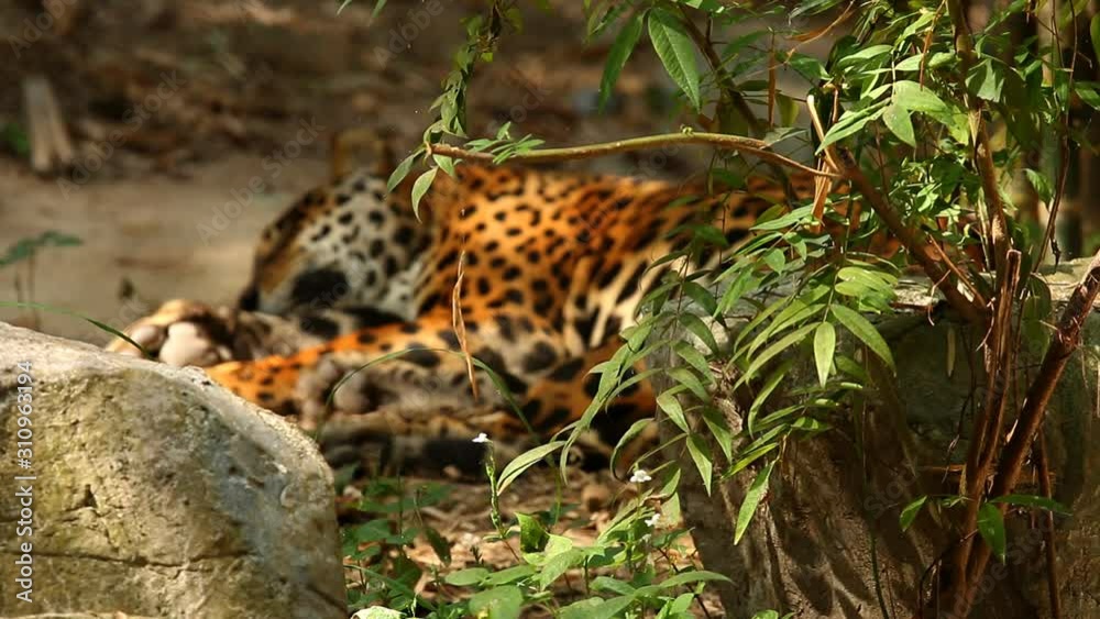 Jaguar laying in Chiangmai Thailand Jaguar laying in Chiangmai Thailand