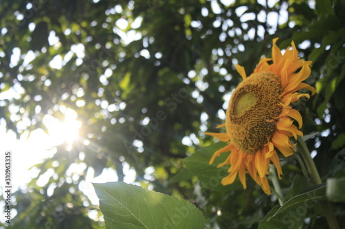  Sunflower blooming in the sun