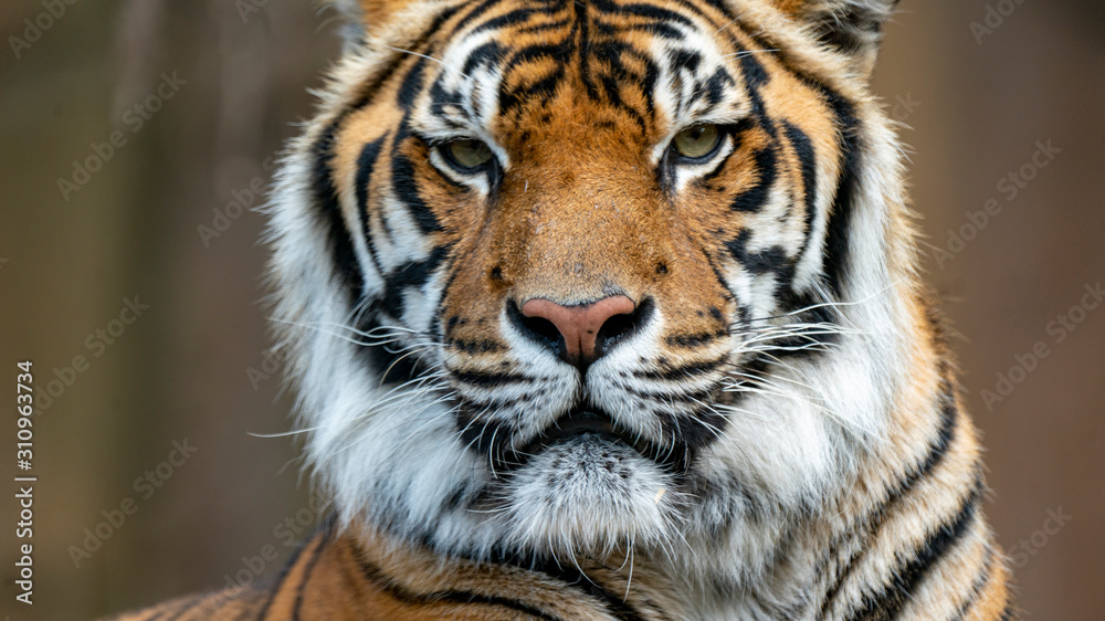 Sumatran tiger head shot close up looking directly at camera Sumatran tiger head shot close up looking directly at camera
