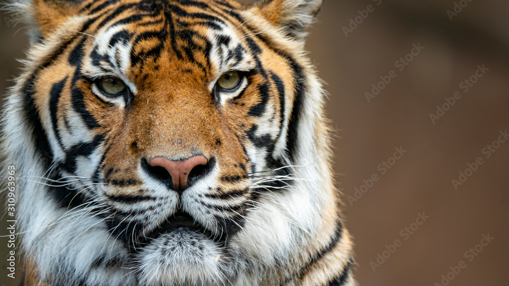 Fototapeta premium Sumatran tiger headshot very close up looking directly at camera